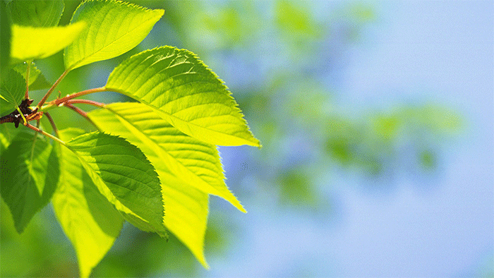 植物激素检测